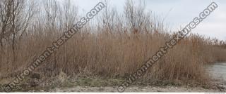 Photo Texture of Grass Tall 0001